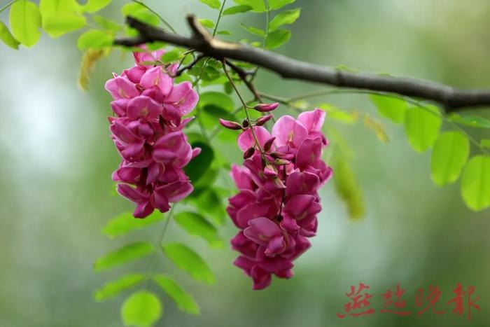 快来！这里万亩槐花飘雪海 看花闻香正当时