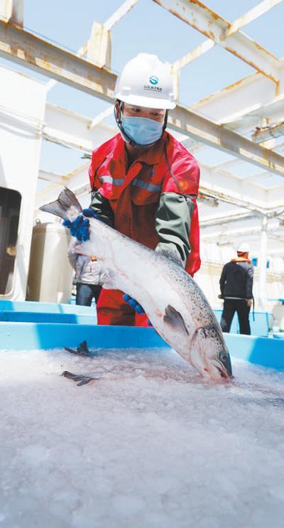 从试验到生产 “深蓝1号”让大西洋鲑在黄海安家