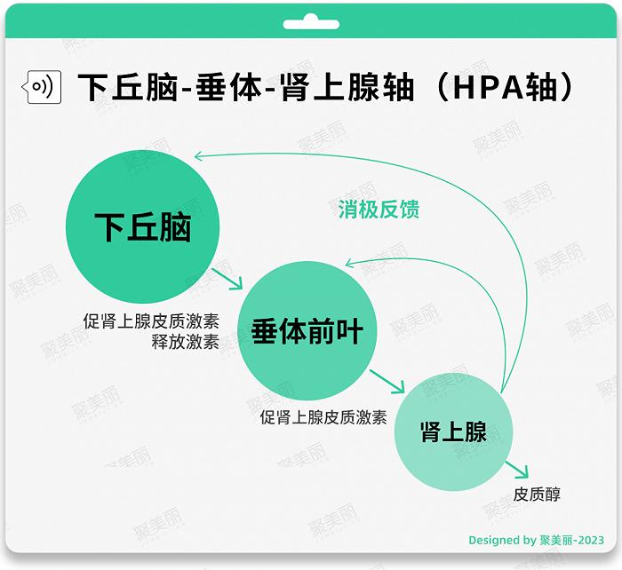下丘脑-垂体-肾上腺轴(HPA轴)