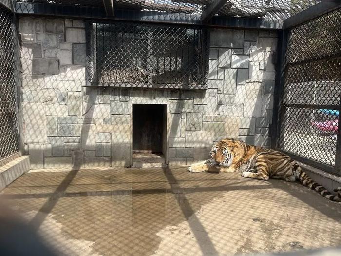 4月24日,东北虎“天新”在长春市动植物公园笼舍内。新华社记者 赵丹丹 摄