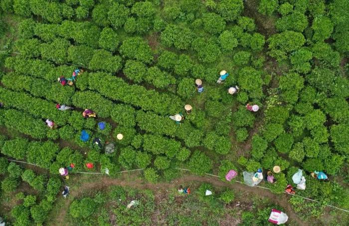 让茶圣陆羽惊叹又遗憾的“韶关茶”，我们带您细细品