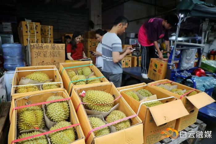 大量进口榴莲运抵广州！榴莲价格降了……