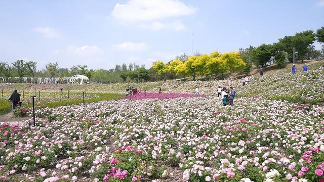 郑州“五一”的花花世界 月季芍药玫瑰喜相逢