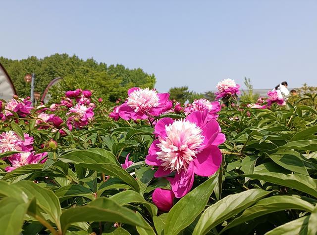 郑州“五一”的花花世界 月季芍药玫瑰喜相逢