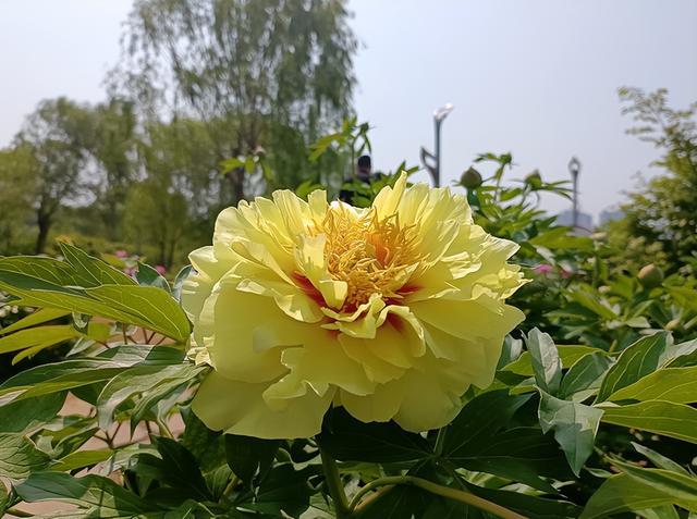 郑州“五一”的花花世界 月季芍药玫瑰喜相逢