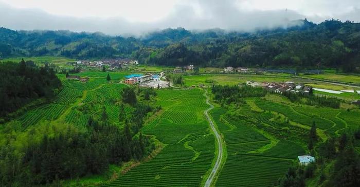 让茶圣陆羽惊叹又遗憾的“韶关茶”，我们带您细细品