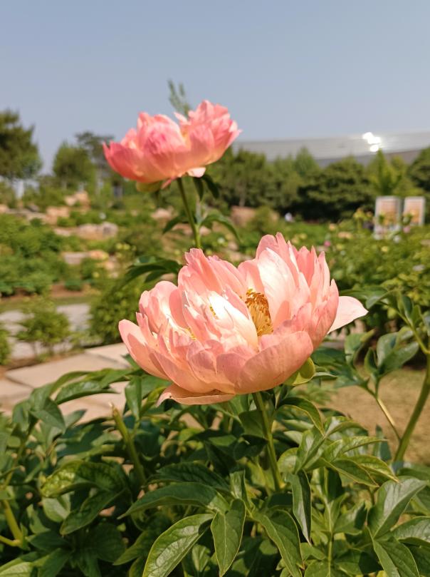 郑州“五一”的花花世界 月季芍药玫瑰喜相逢