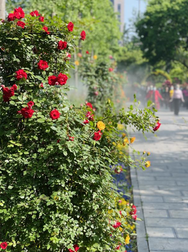 郑州“五一”的花花世界 月季芍药玫瑰喜相逢