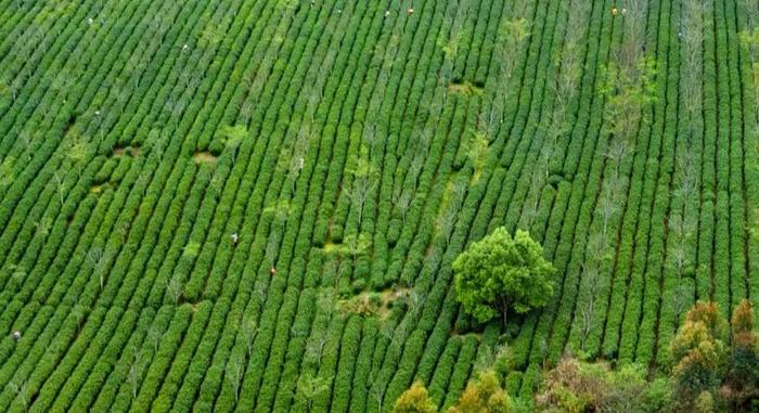 让茶圣陆羽惊叹又遗憾的“韶关茶”，我们带您细细品