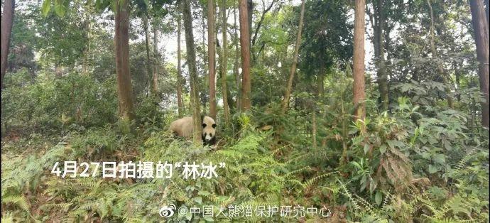 “小丫”去世，官方公布多只网友关心的大熊猫现状