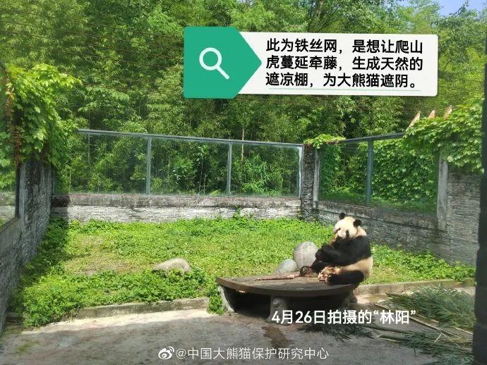 “小丫”去世，官方公布多只网友关心的大熊猫现状