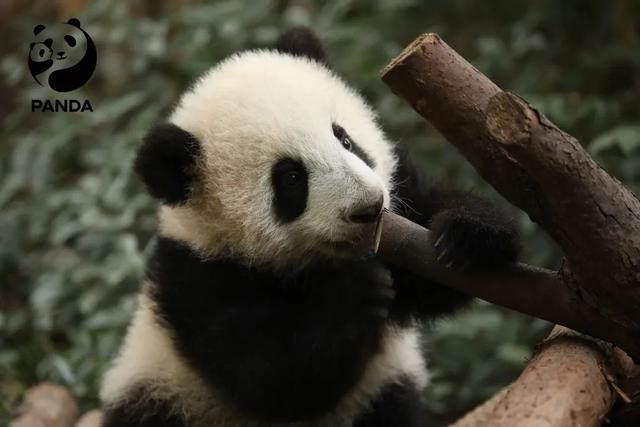 成都大熊猫繁育研究基地：5月1日熊猫基地门票已约满