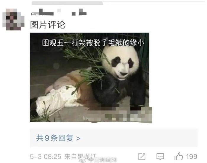 大熊猫“缘小”又上热搜了，怎么回事？