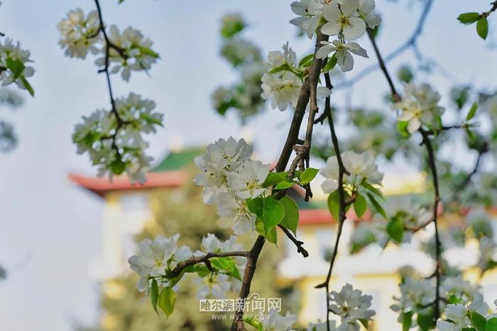 1500株李子树开花｜哈市“李花”特色街路在这里→