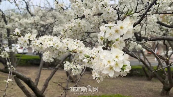 1500株李子树开花｜哈市“李花”特色街路在这里→