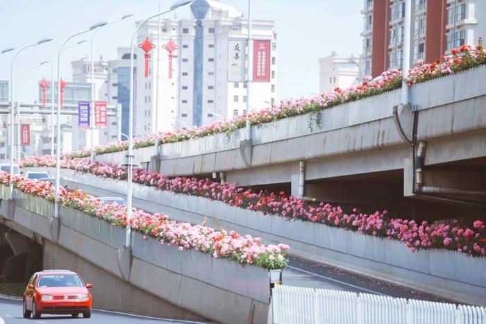 你知道吗？昆明二环上的“花边”来自这里