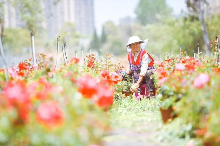 你知道吗？昆明二环上的“花边”来自这里