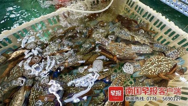 花蟹近百元一斤，南宁海鲜价格暴涨？记者探访市场发现……