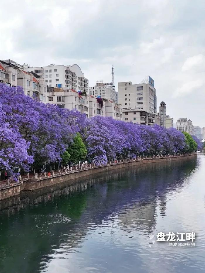 外交部发言人汪文斌推介！昆明蓝花楹火到了国外……