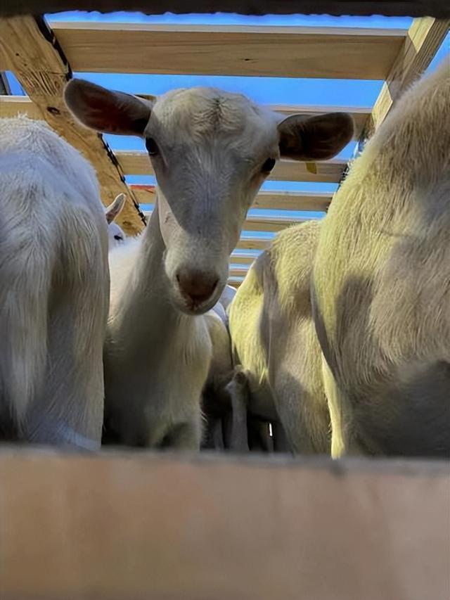 3800多只活羊包机入境，郑州动物隔离场迎来新伙伴