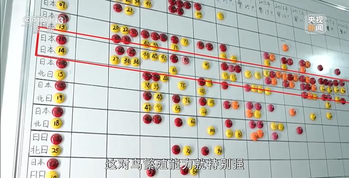 守护朱鹮！河南董寨为野外孵化的朱鹮幼鸟佩戴环志