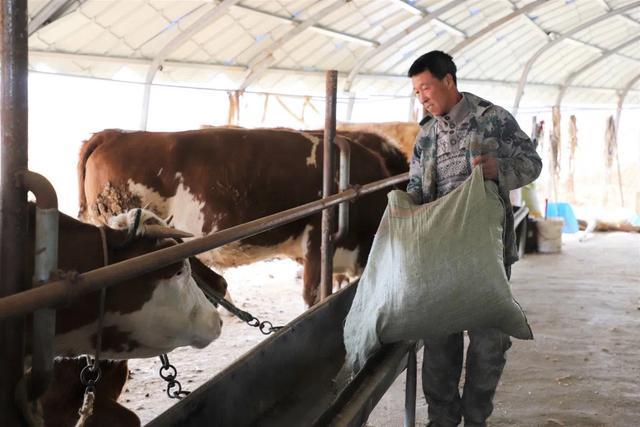 磐石市宝山乡北河村：肉牛养殖让农民日子“牛”起来