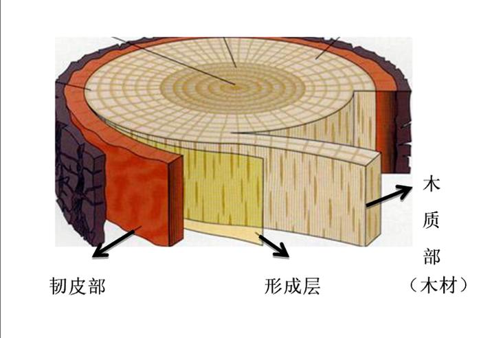 树干加粗生长  动力来自两个干细胞“工厂”