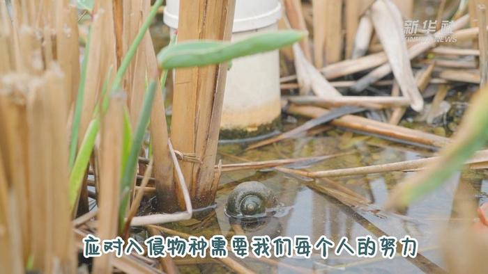 新华全媒+丨水稻“食客”福寿螺进入生长繁殖期 应不养、不吃、不买