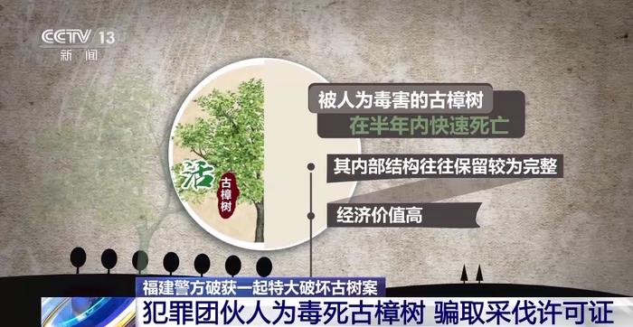 福建破获特大破坏古树案：犯罪团伙人为毒死古樟树，骗取采伐许可证