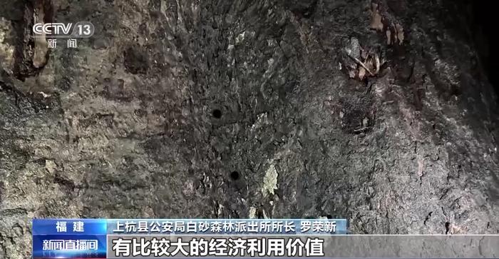 福建破获特大破坏古树案：犯罪团伙人为毒死古樟树，骗取采伐许可证