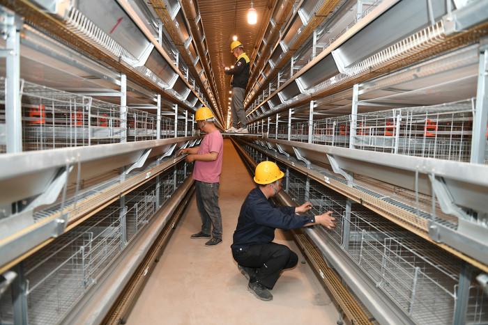 图话丨稷山：标准化养殖引领蛋鸡产业发展
