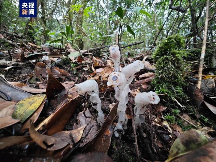 武侠小说中能“起死回生”的“幽灵草”现身广西，它的真实名字是……