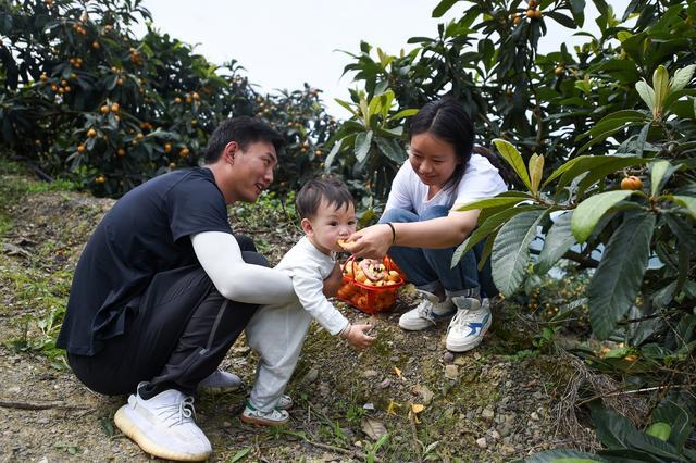 三峡库区重庆万州：枇杷成熟采摘忙