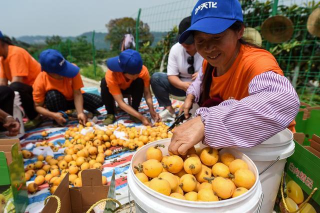 三峡库区重庆万州：枇杷成熟采摘忙