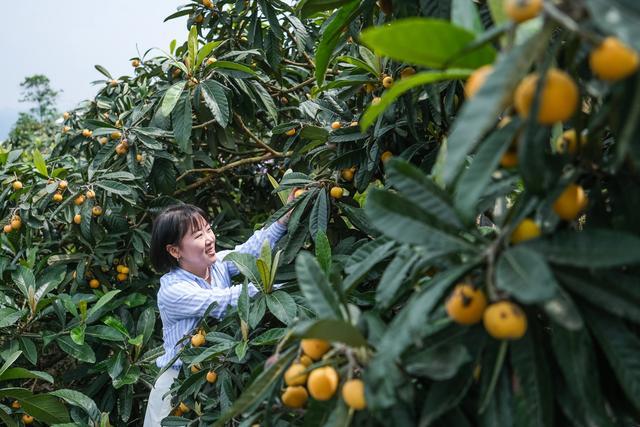 三峡库区重庆万州：枇杷成熟采摘忙