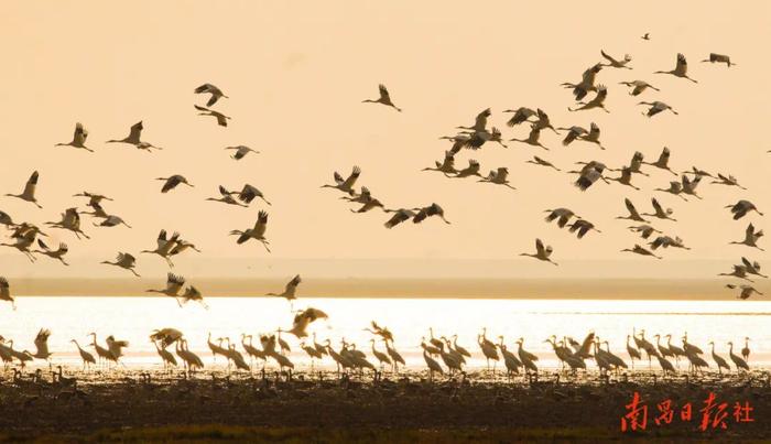 一幅照片诠释中国湿地经典样式——鄱阳湖南矶湿地