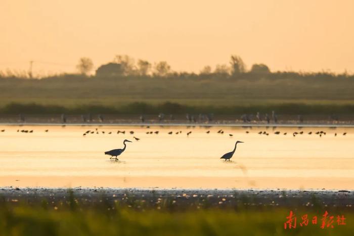 一幅照片诠释中国湿地经典样式——鄱阳湖南矶湿地