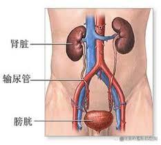 泌尿外科小科普：膀胱癌如何护理？