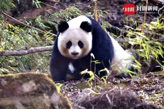 生物多样性日｜物种丰富的四川 如何做好生物多样性保护工作？