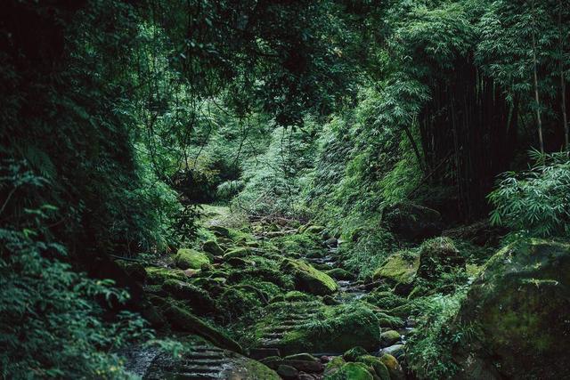 生物多样性日｜物种丰富的四川 如何做好生物多样性保护工作？