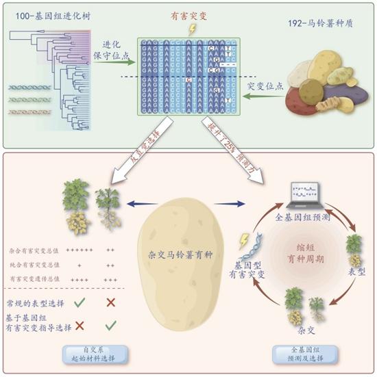 让你的土豆更美味！我国“优薯计划”迎来重大突破