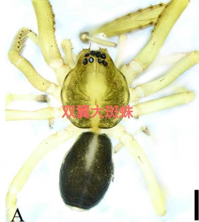 新发现！广西大明山保护区内发现5个刺足蛛科蜘蛛新种