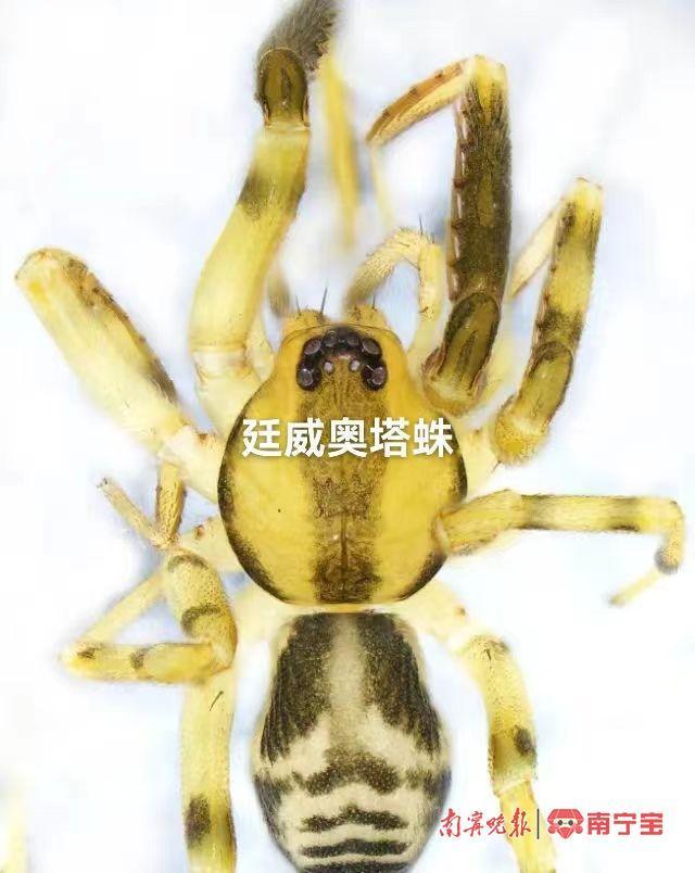新发现！广西大明山保护区内发现5个刺足蛛科蜘蛛新种
