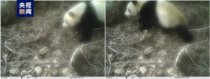 西安这里首次拍到野生大熊猫！还有这条小道“国宝”出没……