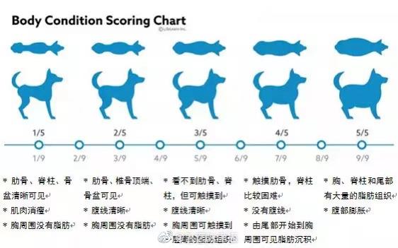 每月4000元“一对一”给宠物减肥，值吗？