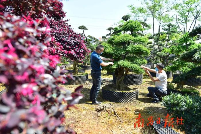 目标明确！南昌出台《规划》全面推进乡村振兴