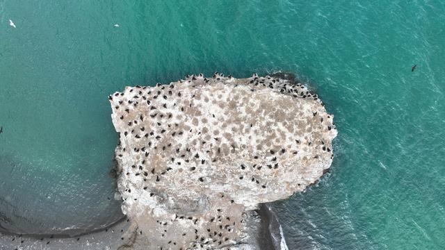 航拍初夏青海湖鸟岛国际重要湿地