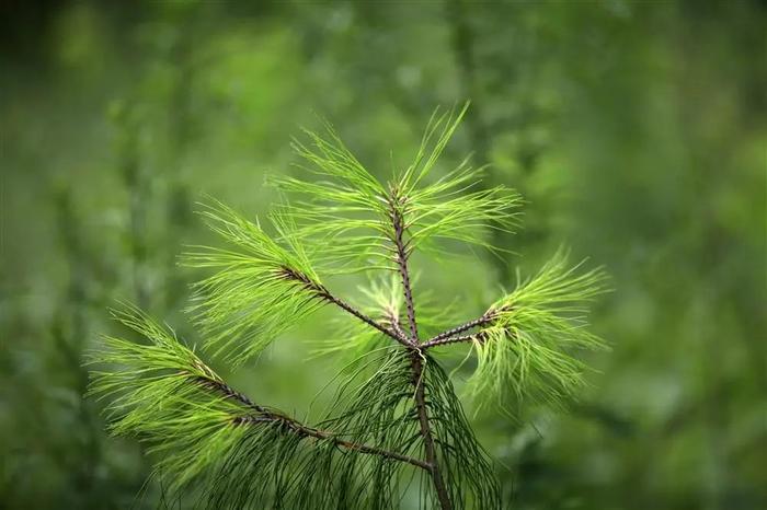 【最新】摸清生物多样性“家底”！上海首次全面的生物多样性本底调查今年启动