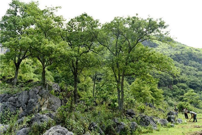 珍稀植物蒜头果合成丰富神经酸原理阐明