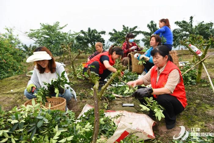 【早生活0527】渝籍居民可在市内任一区县办理婚姻登记